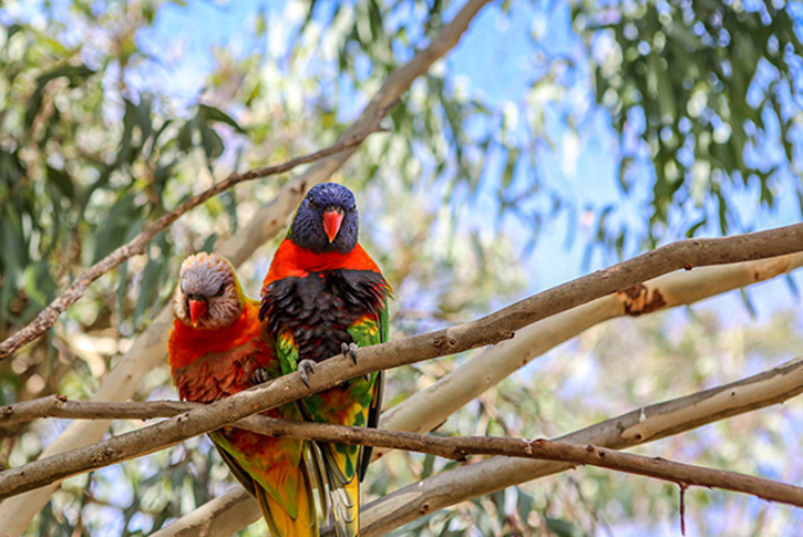 Exploring Geelong’s Natural Wonders: Wildlife Encounters Await